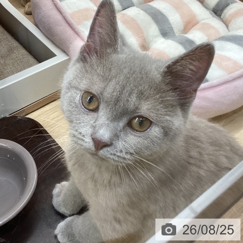 新潟県のブリティッシュショートヘアー (ペットプラス 新潟亀田インター店/2026年5月17日生まれ/男の子/ライラック)の子猫の3枚目の画像
