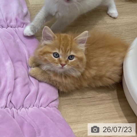ラガマフィンの写真