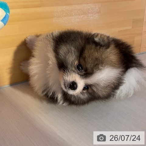 山形県のポメラニアン (ペットプラス 天童店/2026年5月21日生まれ/男の子/パーティーカラー)の子犬の3枚目の画像