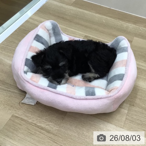 宮城県のミニチュアシュナウザー (ペットプラス 名取店/2026年5月22日生まれ/女の子/ブラックシルバー)の子犬の3枚目の画像