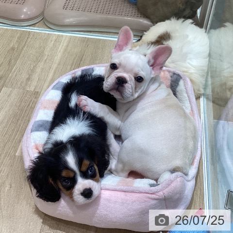 宮城県のフレンチブルドッグ (ペットプラス 仙台泉大沢店/2026年5月22日生まれ/男の子/クリーム)の子犬の4枚目の画像