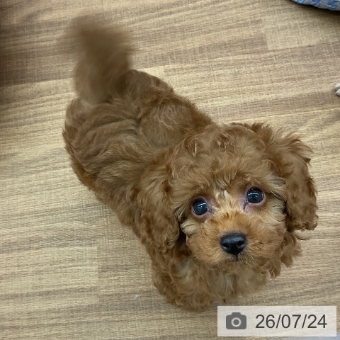 東京都のトイプードル(トイ) (ペッツワン 青梅インター店/2026年5月23日生まれ/男の子/レッド)の子犬の3枚目の画像