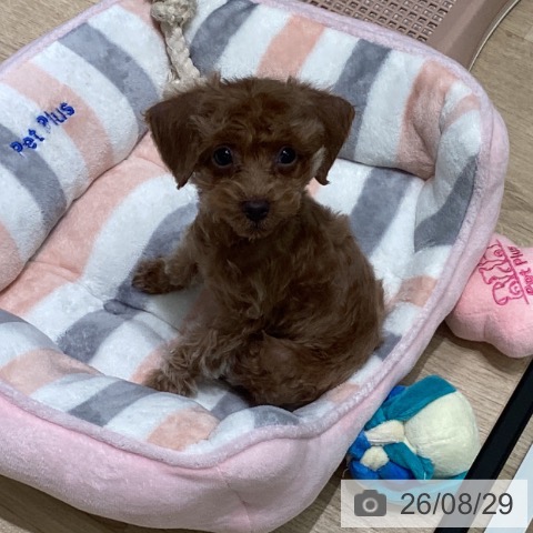 東京都のトイプードル(トイ) (ペットプラス 立川高島屋S.C.店/2026年5月23日生まれ/女の子/アプリコット)の子犬の4枚目の画像