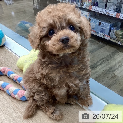 東京都のトイプードル(トイ) (ペットプラス 立川高島屋S.C.店/2026年5月23日生まれ/女の子/アプリコット)の子犬の3枚目の画像