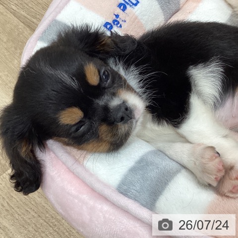 千葉県のキャバリアキングチャールズスパニエル (ペットプラス 船橋店/2026年5月23日生まれ/女の子/トライカラー)の子犬の4枚目の画像