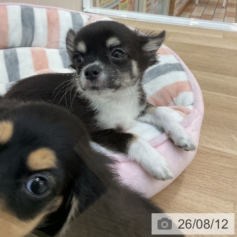 チワワの写真