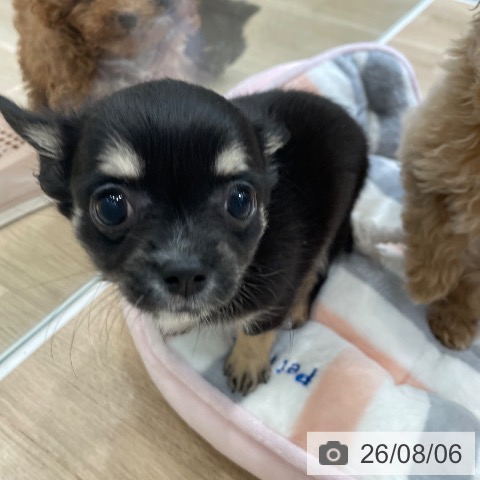 神奈川県のチワワ(ロング) (ペットプラス テラスモール湘南店/2026年5月23日生まれ/女の子/ブラックタンホワイト)の子犬の3枚目の画像