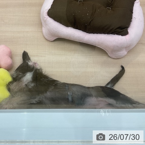 ミニチュア・シュナウザーの写真