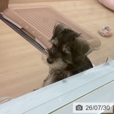 埼玉県のミニチュアシュナウザー (ペッツワン 浦和美園店/2026年5月23日生まれ/男の子/ソルトペッパー)の子犬の4枚目の画像