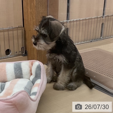埼玉県のミニチュアシュナウザー (ペッツワン 浦和美園店/2026年5月23日生まれ/男の子/ソルトペッパー)の子犬の3枚目の画像