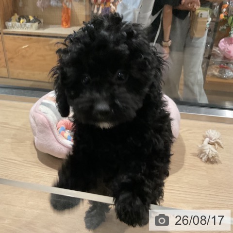 埼玉県のトイプードル(トイ) (ペットプラス コクーンシティ店/2026年5月22日生まれ/男の子/ブラック)の子犬の3枚目の画像