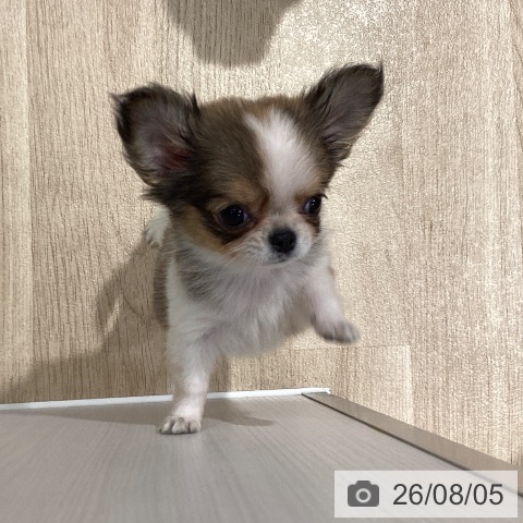チワワの写真