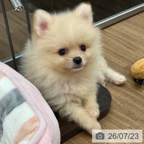 ポメラニアンの写真
