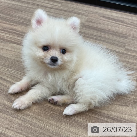 ポメラニアンの写真