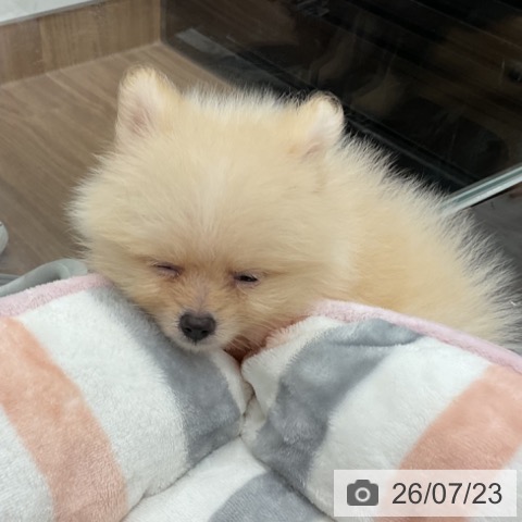ポメラニアンの写真