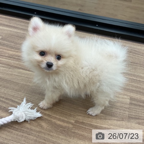 ポメラニアンの写真