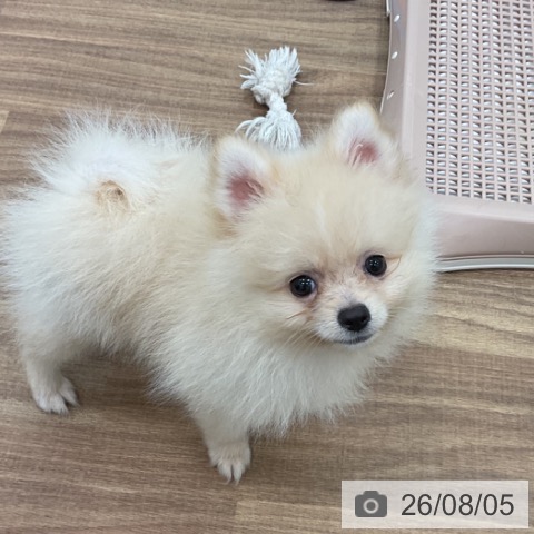 茨城県のポメラニアン (ペッツワン 古河店/2026年5月16日生まれ/男の子/クリーム)の子犬の4枚目の画像