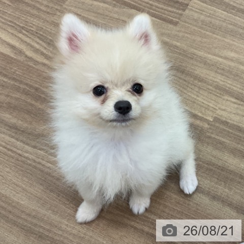 茨城県のポメラニアン (ペッツワン 古河店/2026年5月16日生まれ/男の子/クリーム)の子犬の4枚目の画像