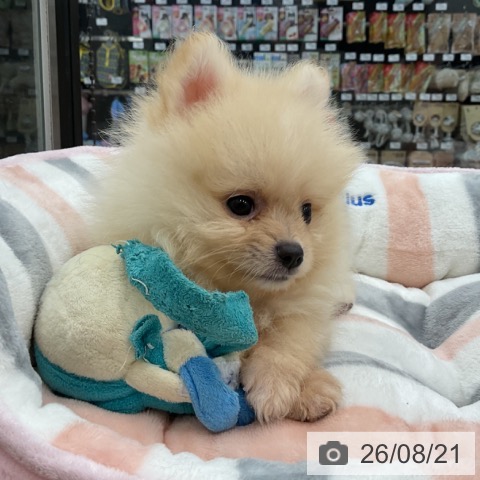 茨城県のポメラニアン (ペッツワン 古河店/2026年5月16日生まれ/男の子/クリーム)の子犬の4枚目の画像