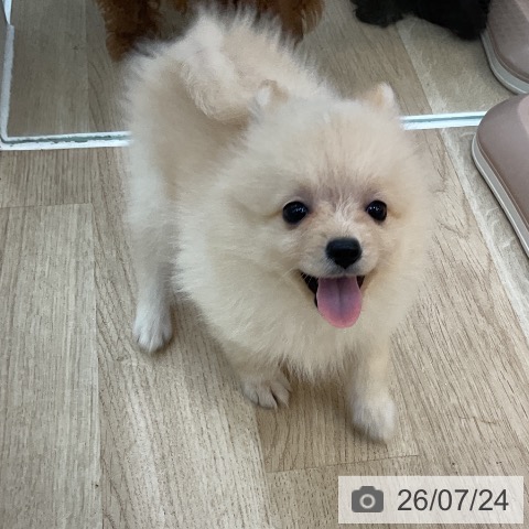 群馬県のポメラニアン (ペットプラス 前橋店/2026年5月16日生まれ/女の子/クリーム)の子犬の4枚目の画像