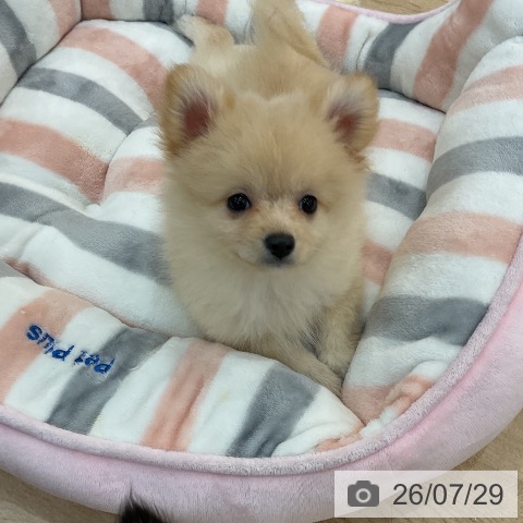 群馬県のポメラニアン (ペットプラス 前橋店/2026年5月16日生まれ/女の子/クリーム)の子犬の3枚目の画像