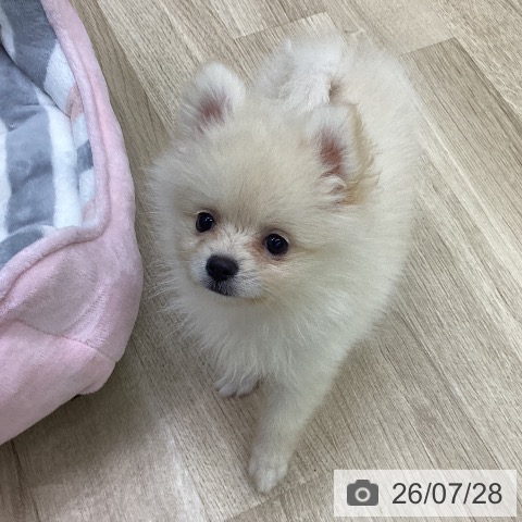 福島県のポメラニアン (ペットプラス 福島店/2026年5月16日生まれ/女の子/クリーム)の子犬の4枚目の画像