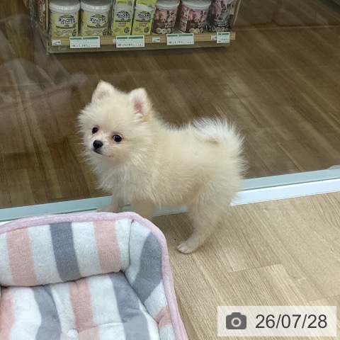 福島県のポメラニアン (ペットプラス 福島店/2026年5月16日生まれ/女の子/クリーム)の子犬の3枚目の画像