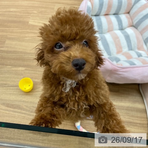 東京都のトイプードル(トイ) (ペッツワン 青梅インター店/2026年5月23日生まれ/男の子/レッド)の子犬の4枚目の画像