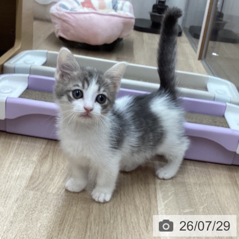 マンチカンの写真