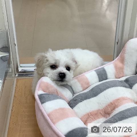 青森県のビションフリーゼ (ペットプラス 青森浜田店/2026年5月23日生まれ/男の子/ホワイト)の子犬の3枚目の画像