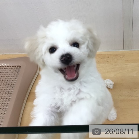 青森県のビションフリーゼ (ペットプラス 青森浜田店/2026年5月23日生まれ/男の子/ホワイト)の子犬の3枚目の画像