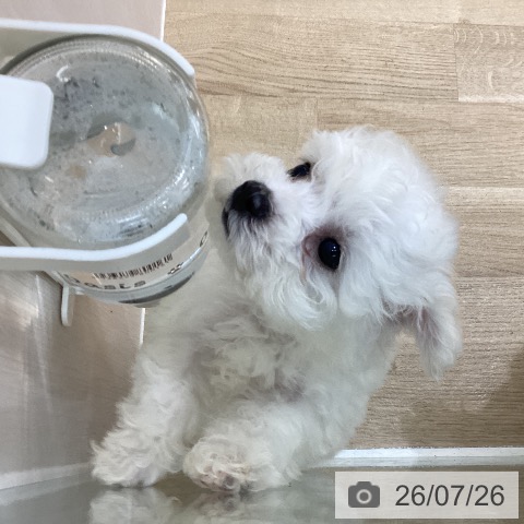 群馬県のビションフリーゼ (ペットプラス 前橋店/2026年5月23日生まれ/男の子/ホワイト)の子犬の4枚目の画像