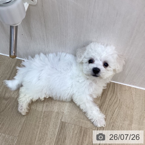 群馬県のビションフリーゼ (ペットプラス 前橋店/2026年5月23日生まれ/男の子/ホワイト)の子犬の3枚目の画像