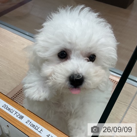 ビション・フリーゼの写真