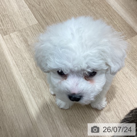 千葉県のビションフリーゼ (ペットプラス 船橋店/2026年5月23日生まれ/男の子/ホワイト)の子犬の3枚目の画像