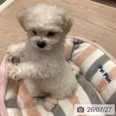 千葉県のビションフリーゼ (ペットプラス 幕張新都心店/2026年5月23日生まれ/女の子/ホワイト)の子犬の4枚目の画像