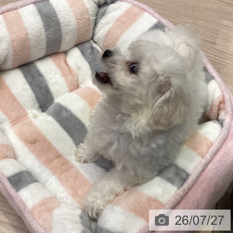 千葉県のビションフリーゼ (ペットプラス 幕張新都心店/2026年5月23日生まれ/女の子/ホワイト)の子犬の3枚目の画像