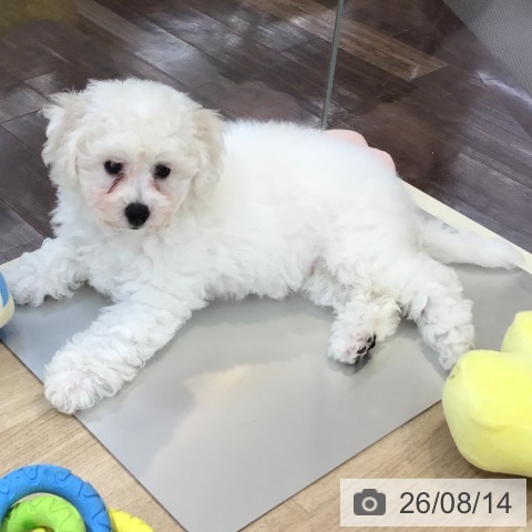 埼玉県のビションフリーゼ (ペットプラス 所沢店/2026年5月23日生まれ/女の子/ホワイト)の子犬の4枚目の画像
