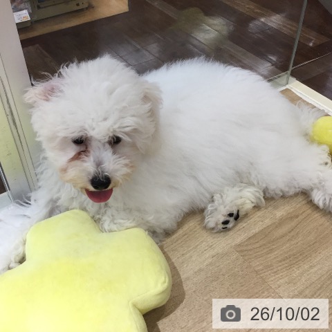 埼玉県のビションフリーゼ (ペットプラス 所沢店/2026年5月23日生まれ/女の子/ホワイト)の子犬の4枚目の画像