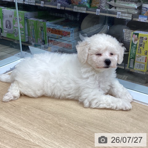 埼玉県のビションフリーゼ (ペットプラス 所沢店/2026年5月23日生まれ/女の子/ホワイト)の子犬の3枚目の画像