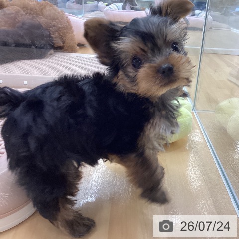 長野県のヨークシャーテリア (ペットプラス 松本店/2026年5月23日生まれ/男の子/スチールブルータン)の子犬の4枚目の画像
