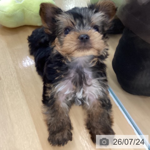 長野県のヨークシャーテリア (ペットプラス 松本店/2026年5月23日生まれ/男の子/スチールブルータン)の子犬の3枚目の画像