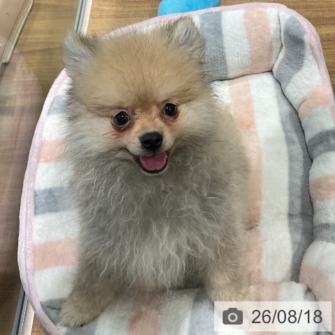 埼玉県のポメラニアン (ペッツワン 新座店/2026年5月8日生まれ/男の子/クリームセーブル)の子犬の4枚目の画像