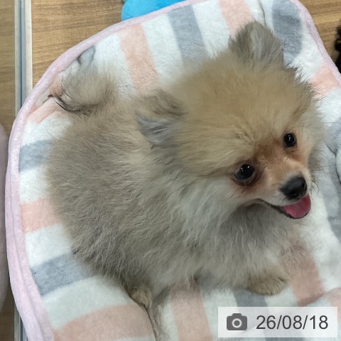 埼玉県のポメラニアン (ペッツワン 新座店/2026年5月8日生まれ/男の子/クリームセーブル)の子犬の3枚目の画像