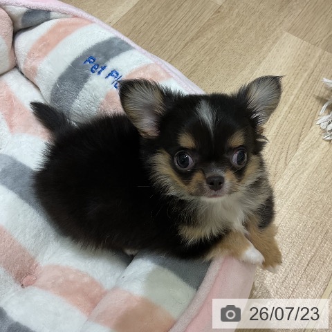 岩手県のチワワ(ロング) (ペットプラス 盛岡南店/2026年5月12日生まれ/男の子/ブラックタンホワイト)の子犬の3枚目の画像
