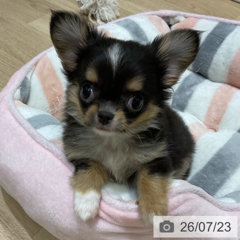 宮城県のチワワ(ロング) (ペットプラス 仙台上杉店/2026年5月12日生まれ/男の子/ブラックタンホワイト)の子犬の3枚目の画像