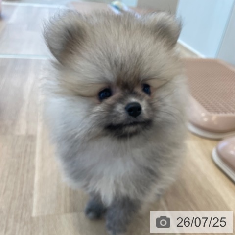 神奈川県のポメラニアン (ペットプラス テラスモール湘南店/2026年5月21日生まれ/男の子/オレンジ)の子犬の3枚目の画像