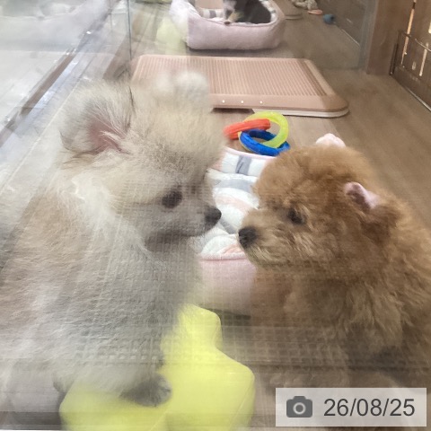 神奈川県のポメラニアン (ペッツワン 横須賀久里浜店/2026年5月21日生まれ/男の子/オレンジ)の子犬の4枚目の画像