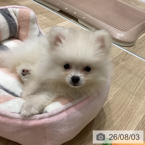 宮城県のポメラニアン (ペットプラス 名取店/2026年5月21日生まれ/女の子/クリーム)の子犬の4枚目の画像