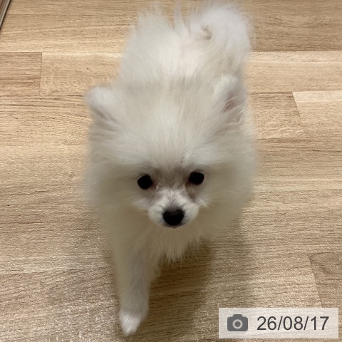 宮城県のポメラニアン (ペットプラス 名取店/2026年5月21日生まれ/女の子/クリーム)の子犬の4枚目の画像
